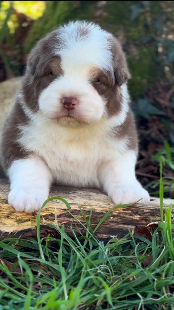 De L'Aussie Happy - Chiot disponible  - Berger Australien