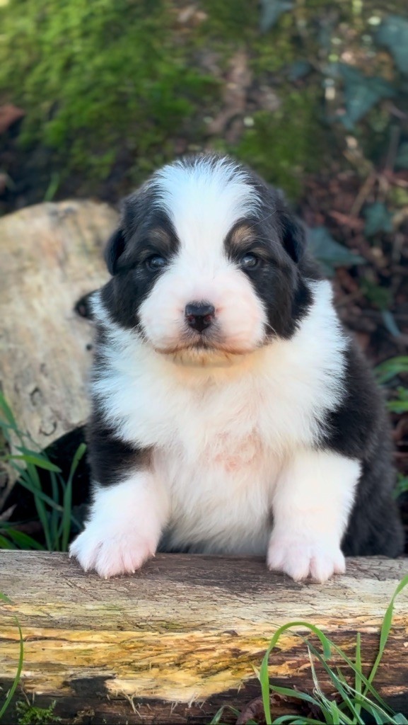 De L'Aussie Happy - Chiot disponible  - Berger Australien