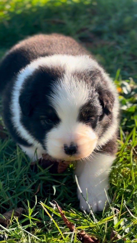 De L'Aussie Happy - Chiot disponible  - Berger Australien