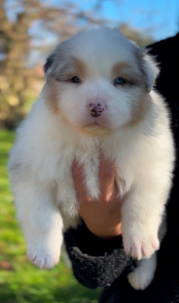 De L'Aussie Happy - Chiot disponible  - Berger Australien