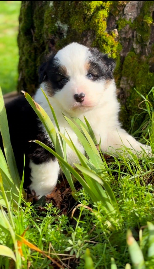 De L'Aussie Happy - Chiot disponible  - Berger Australien