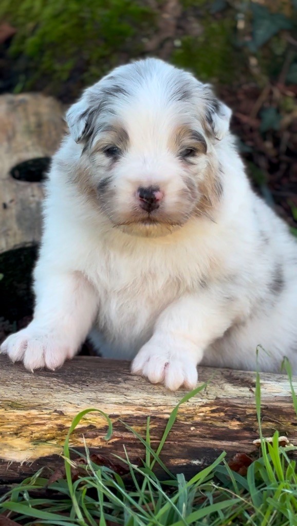 De L'Aussie Happy - Chiot disponible  - Berger Australien