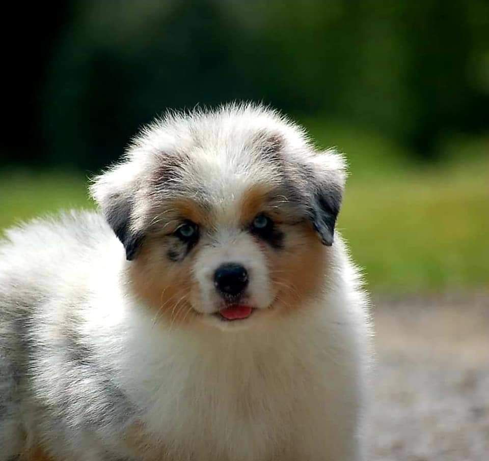 Rude boy De L'Aussie Happy
