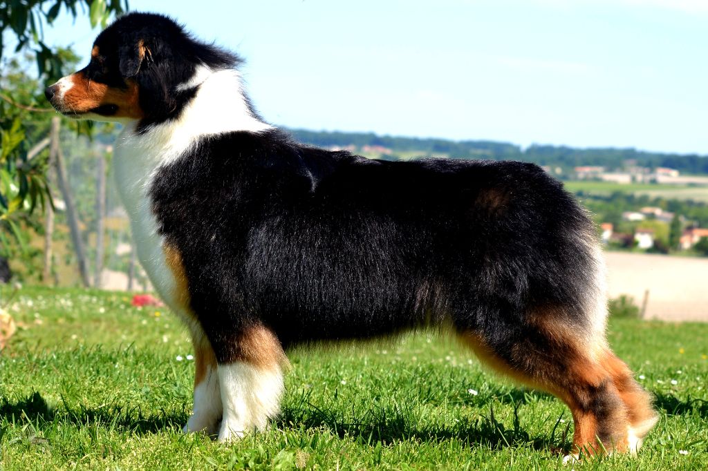 N'jy the black diamond De L'Aussie Happy