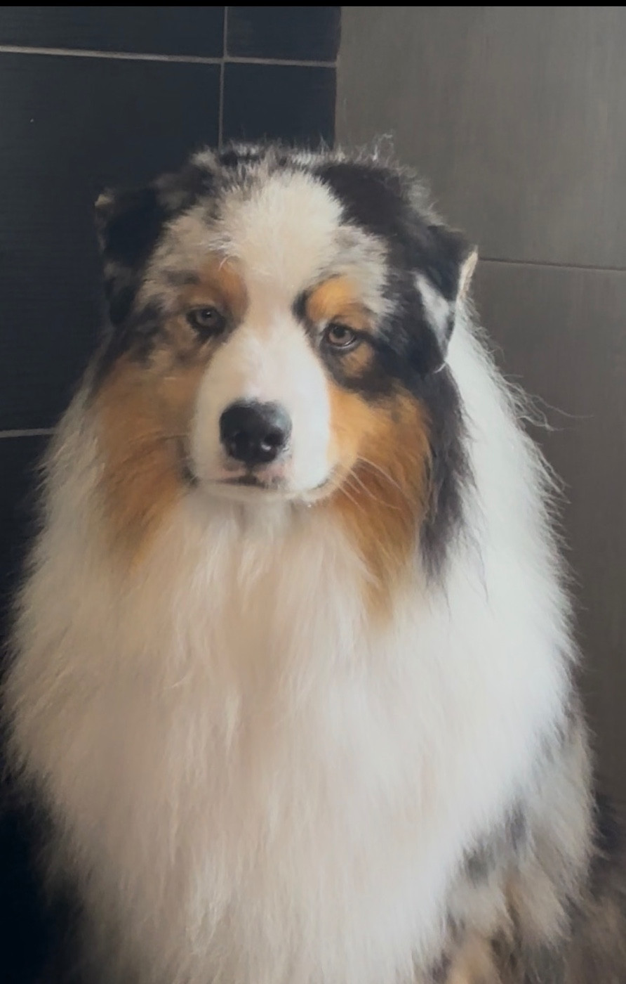 À bon entendeur De L'Aussie Happy
