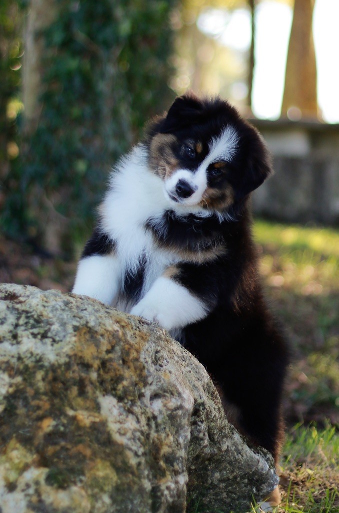 All in one De L'Aussie Happy