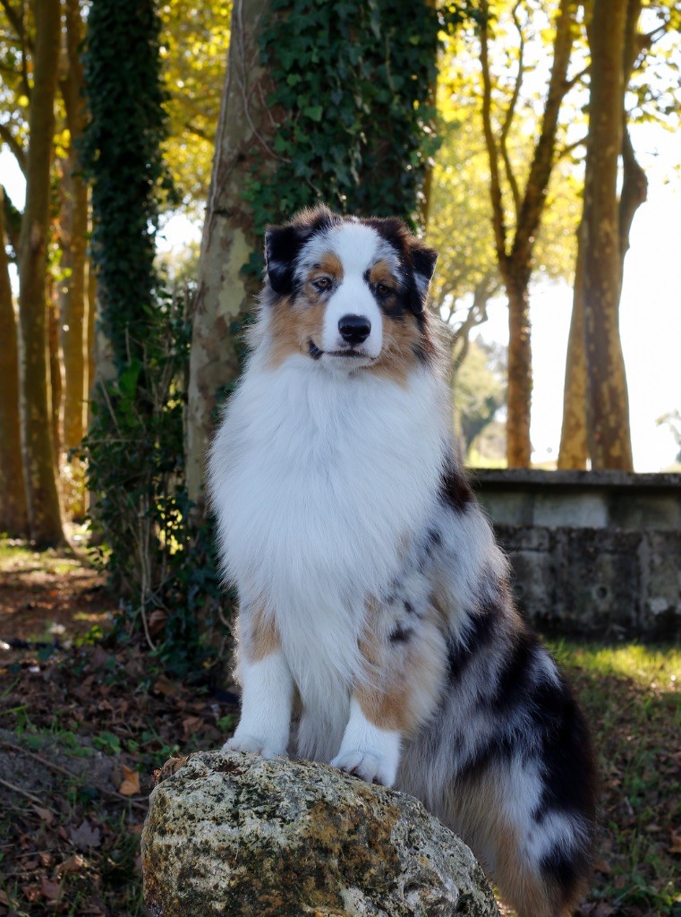À bon entendeur De L'Aussie Happy