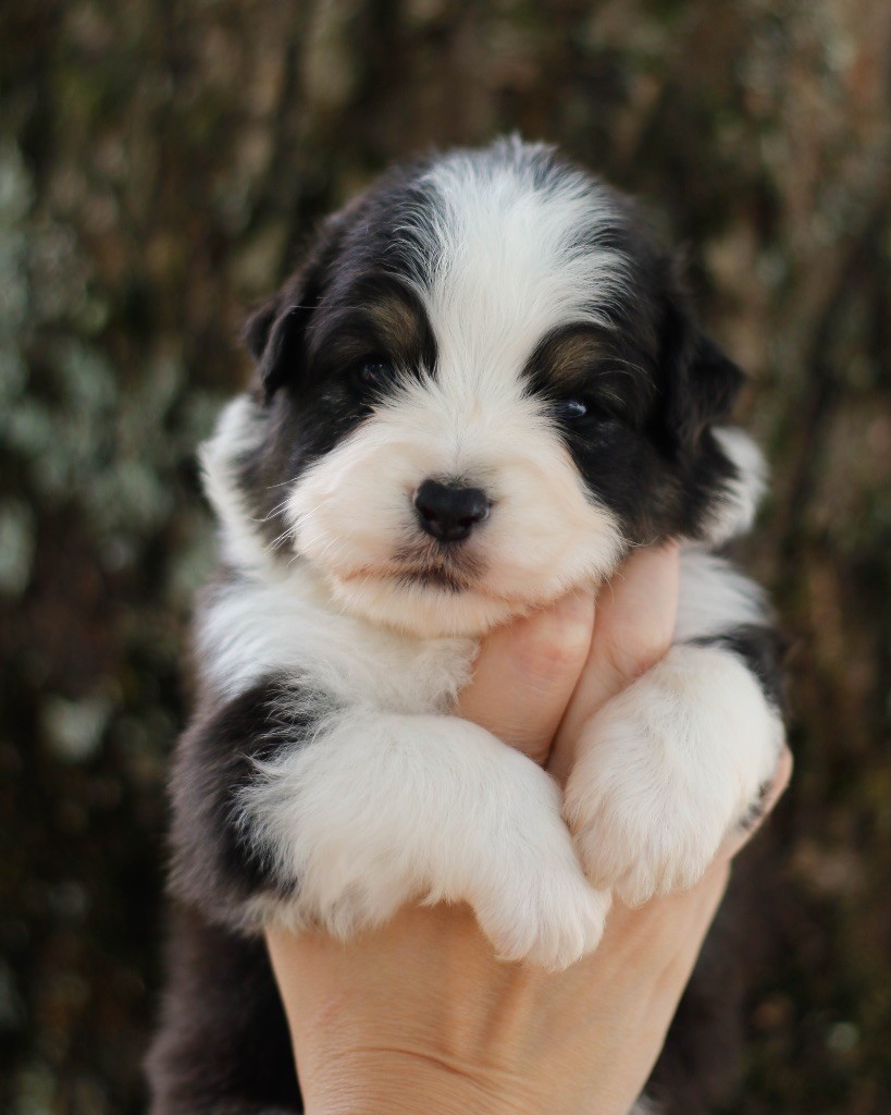 De L'Aussie Happy - Chiots disponibles - Berger Australien