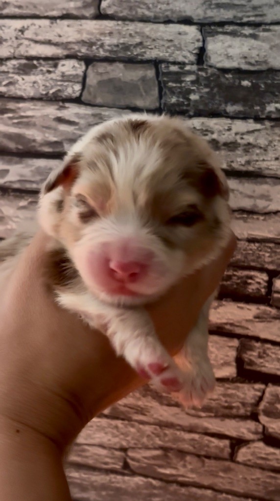 De L'Aussie Happy - Chiots disponibles - Berger Australien