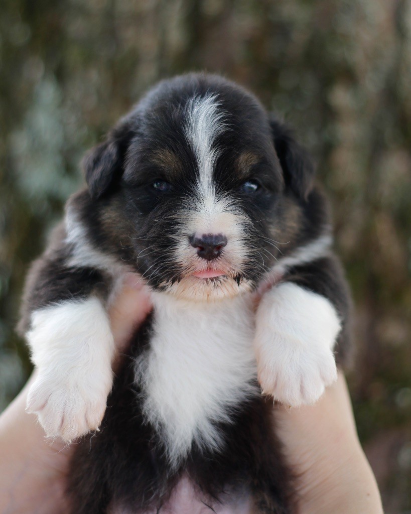 De L'Aussie Happy - Chiots disponibles - Berger Australien