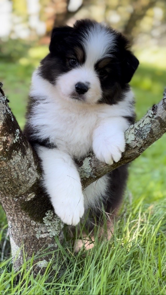 De L'Aussie Happy - Chiots disponibles - Berger Australien