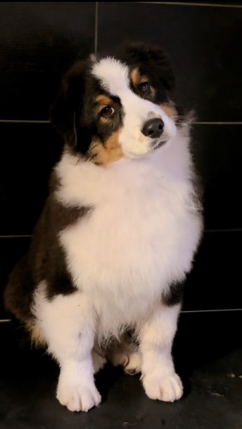 De L'Aussie Happy - Chiots disponibles - Berger Australien