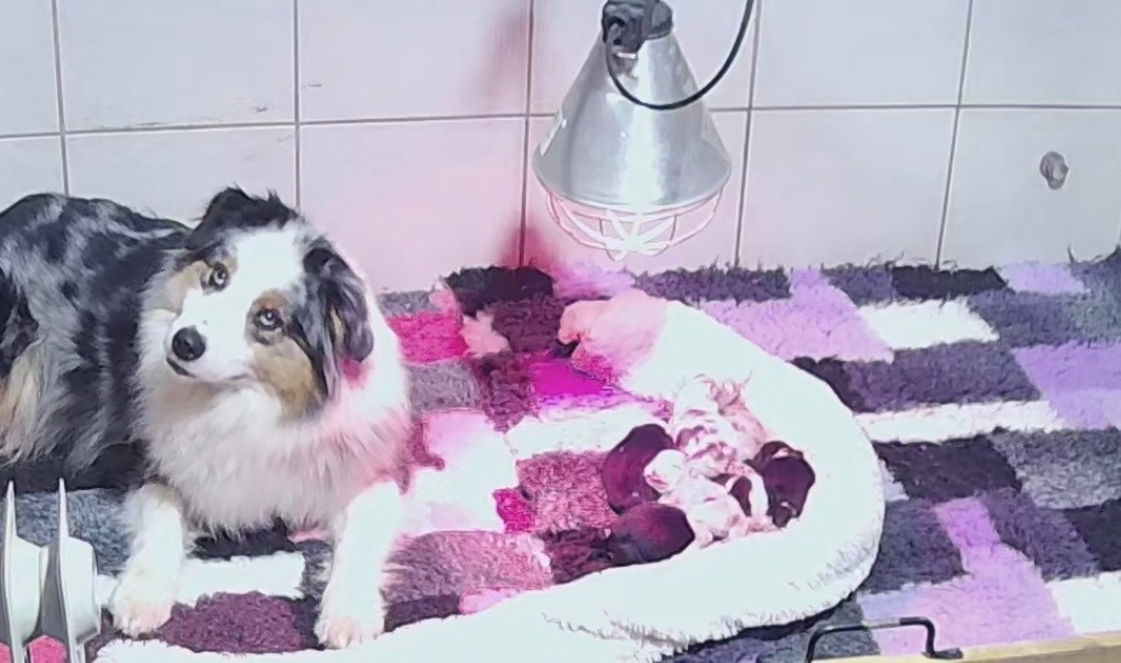 Chiot Berger Australien De L'Aussie Happy