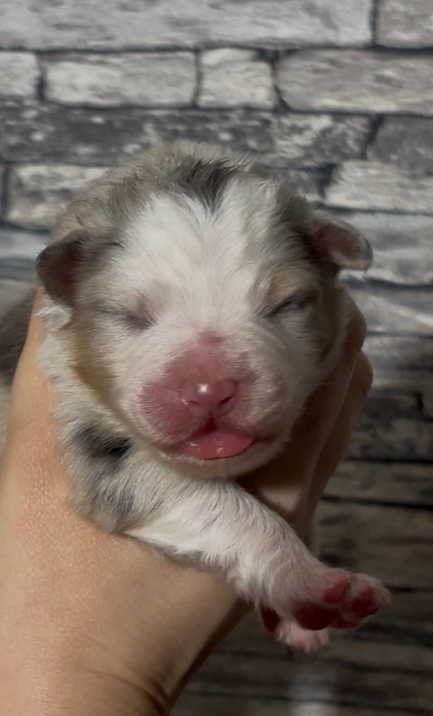 De L'Aussie Happy - Chiots disponibles - Berger Australien