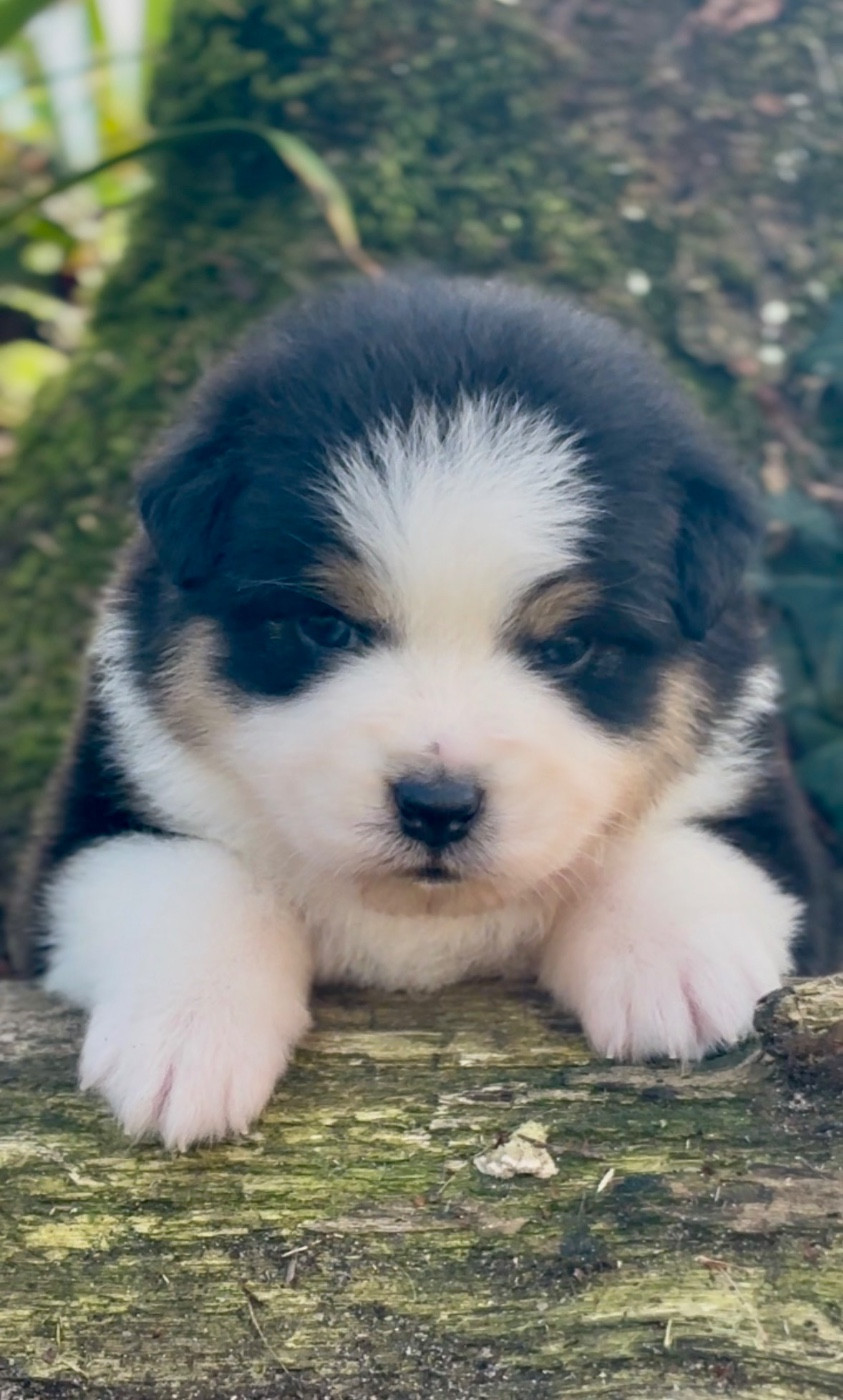 De L'Aussie Happy - Chiots disponibles - Berger Australien