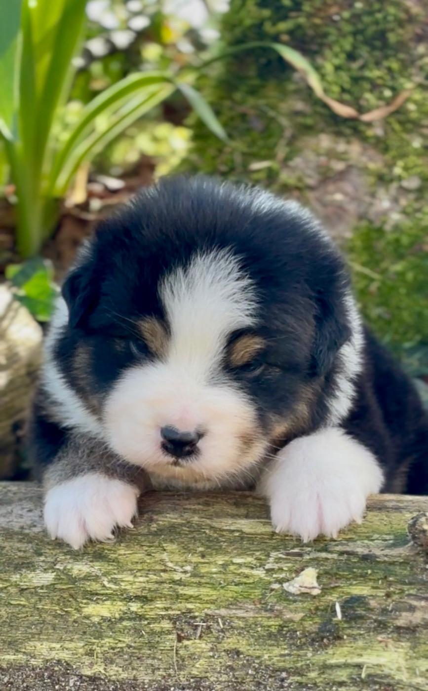 De L'Aussie Happy - Chiots disponibles - Berger Australien