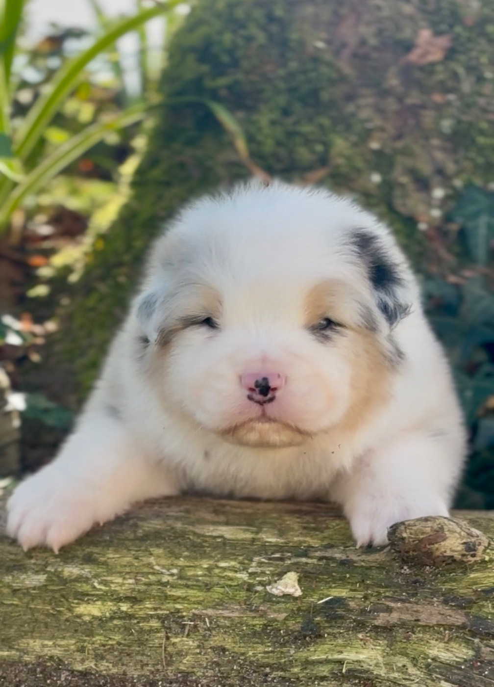 De L'Aussie Happy - Chiots disponibles - Berger Australien