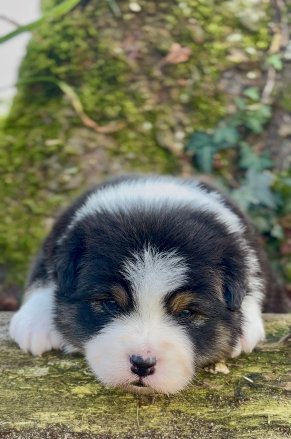 De L'Aussie Happy - Chiots disponibles - Berger Australien