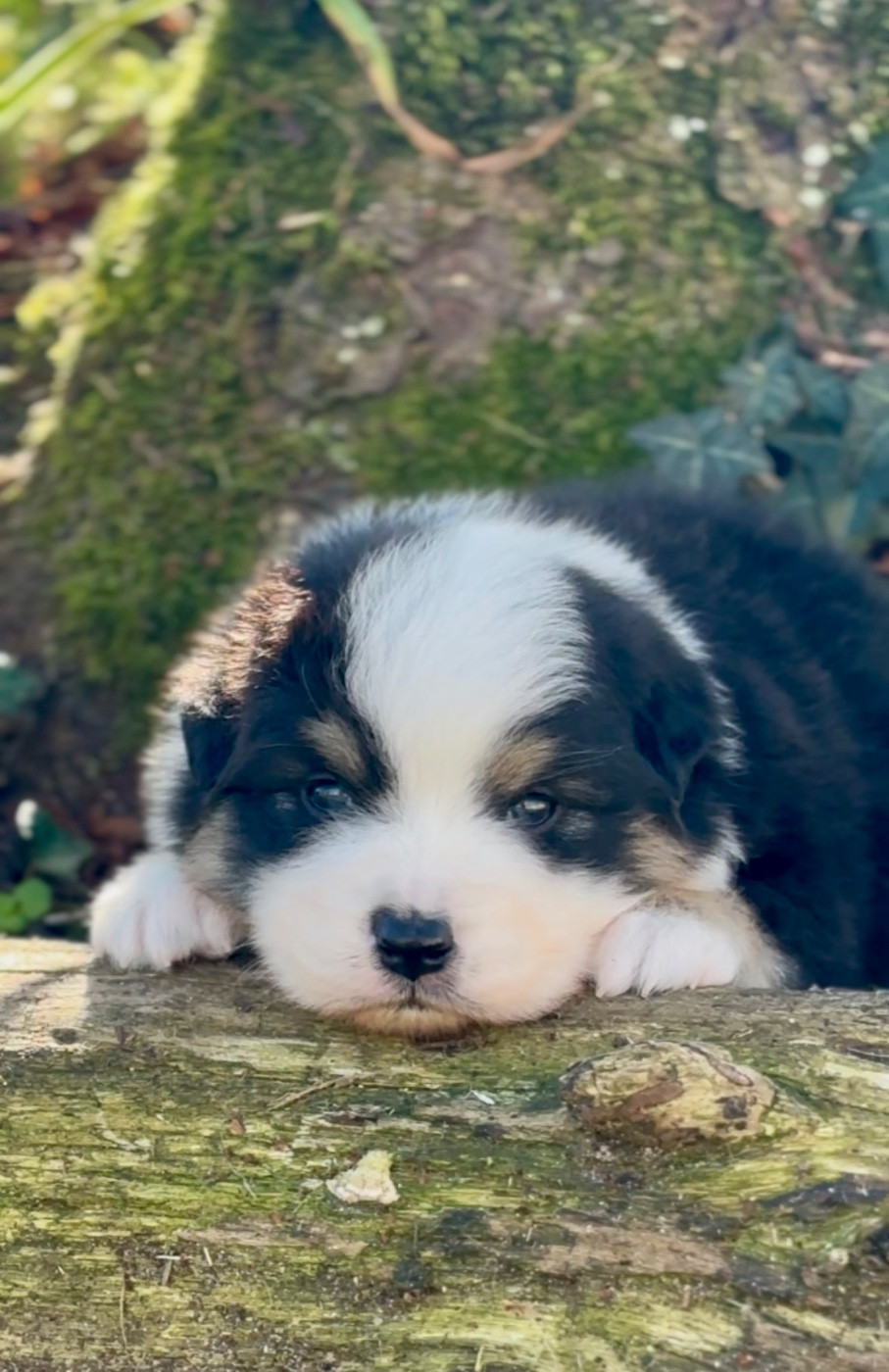 De L'Aussie Happy - Chiots disponibles - Berger Australien