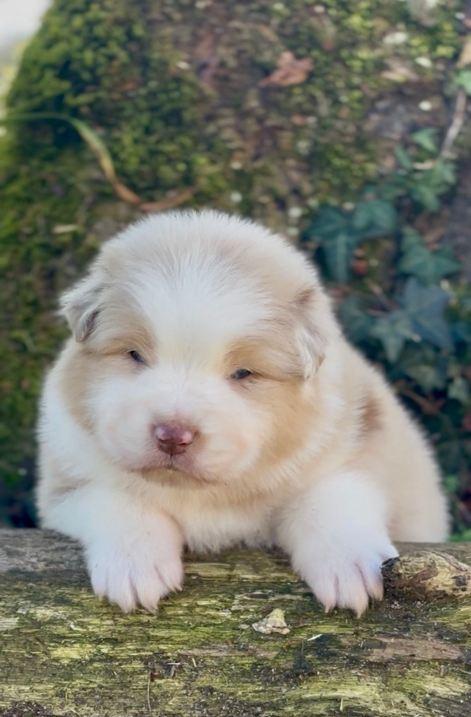 De L'Aussie Happy - Chiots disponibles - Berger Australien