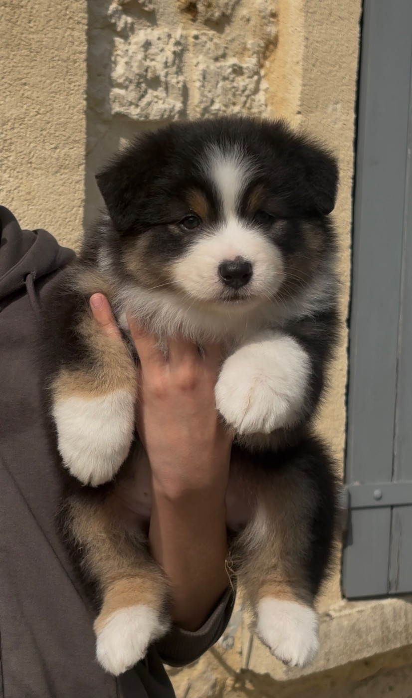 De L'Aussie Happy - Chiots disponibles - Berger Australien