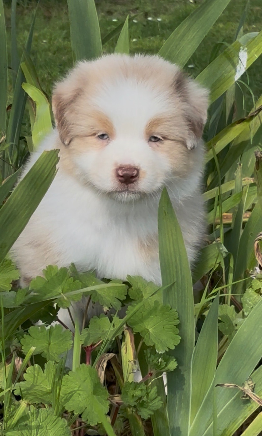 De L'Aussie Happy - Chiots disponibles - Berger Australien