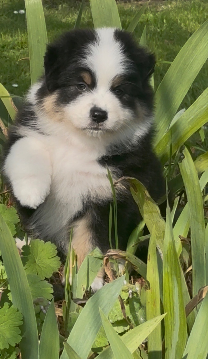 De L'Aussie Happy - Chiots disponibles - Berger Australien