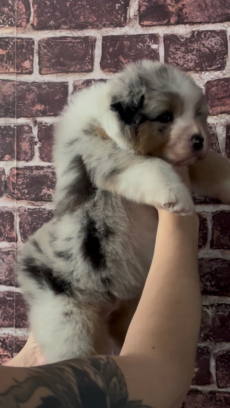 De L'Aussie Happy - Chiots disponibles - Berger Australien