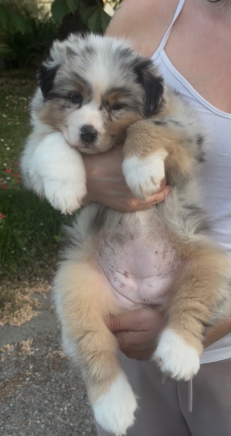De L'Aussie Happy - Chiots disponibles - Berger Australien
