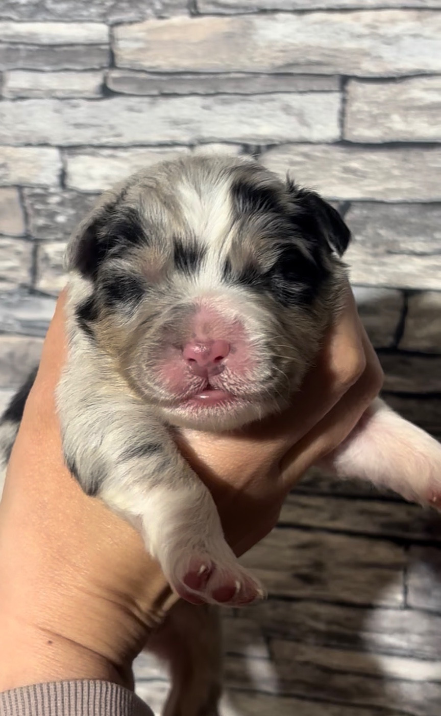 De L'Aussie Happy - Chiots disponibles - Berger Australien