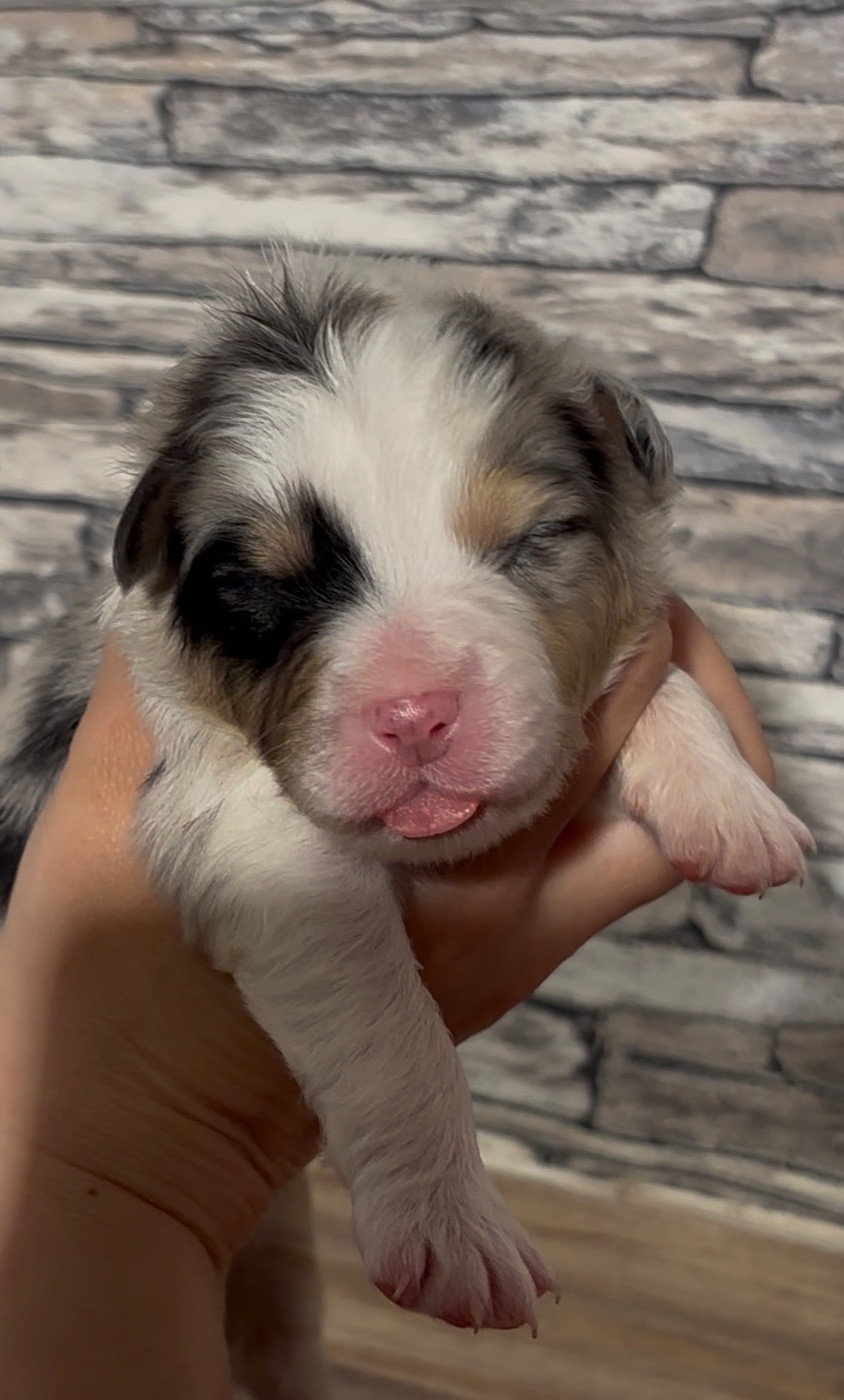 De L'Aussie Happy - Chiots disponibles - Berger Australien
