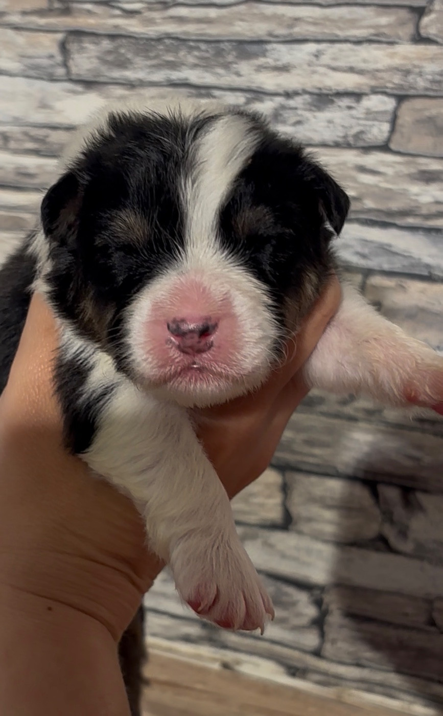 De L'Aussie Happy - Chiots disponibles - Berger Australien
