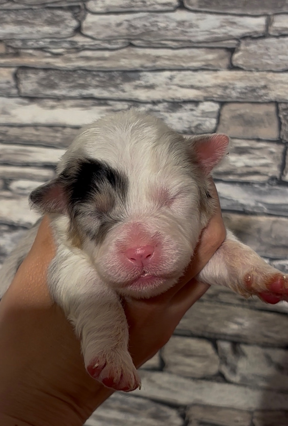 De L'Aussie Happy - Chiots disponibles - Berger Australien