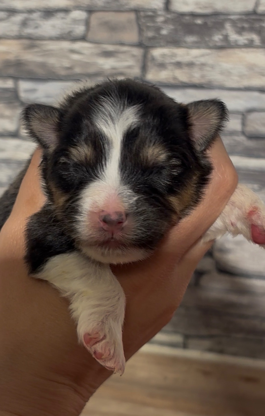 De L'Aussie Happy - Chiots disponibles - Berger Australien