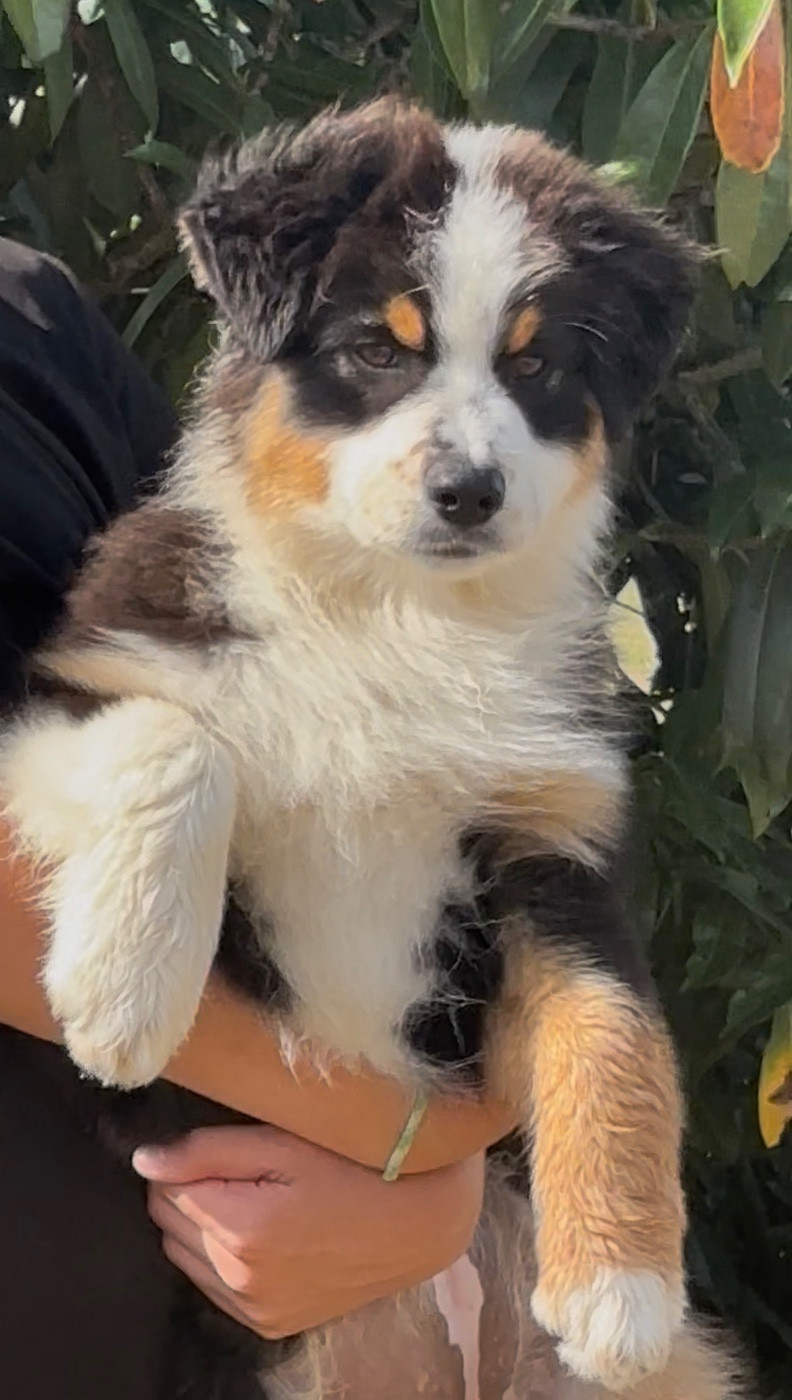 De L'Aussie Happy - Chiots disponibles - Berger Australien