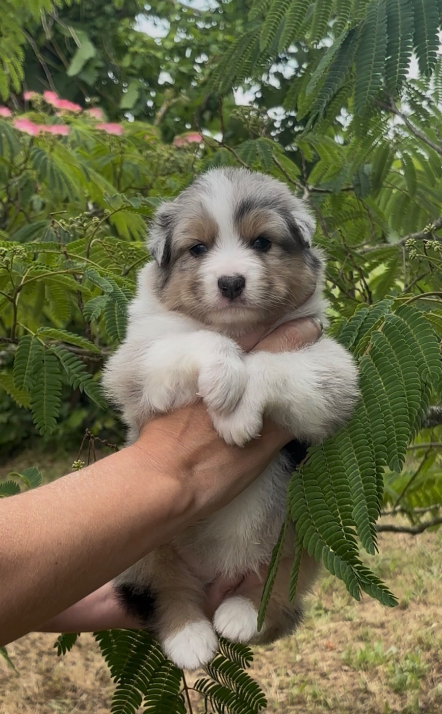 De L'Aussie Happy - Chiots disponibles - Berger Australien