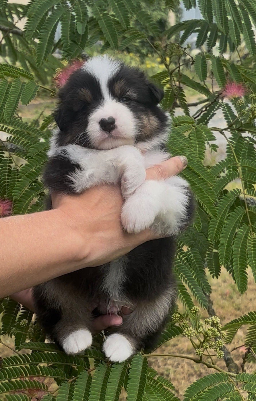 De L'Aussie Happy - Chiots disponibles - Berger Australien