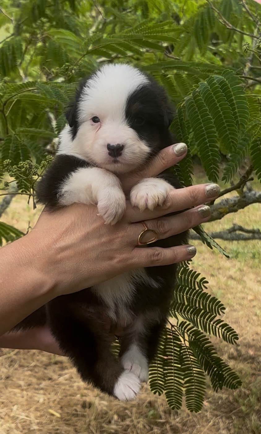 De L'Aussie Happy - Chiots disponibles - Berger Australien