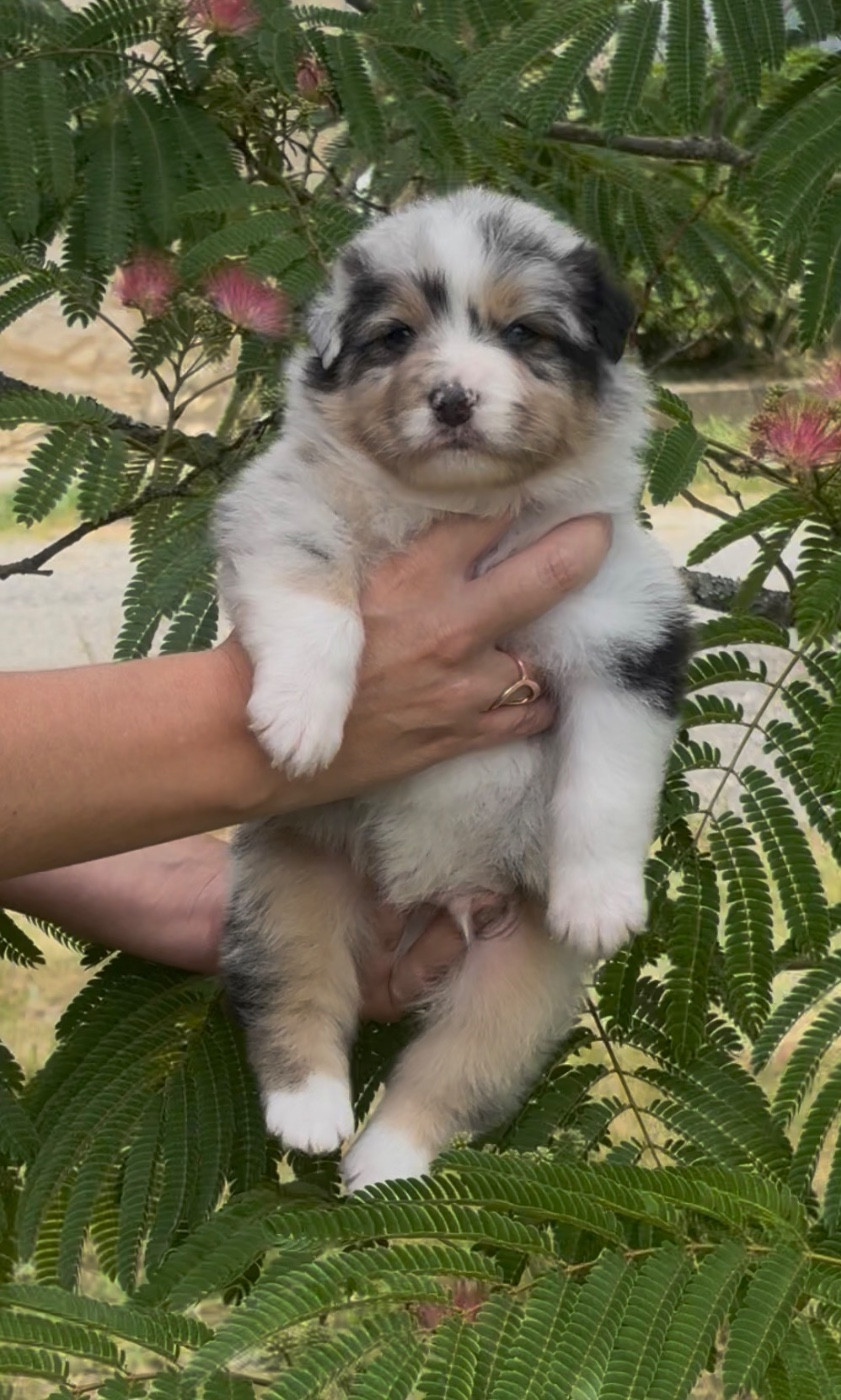 De L'Aussie Happy - Chiots disponibles - Berger Australien