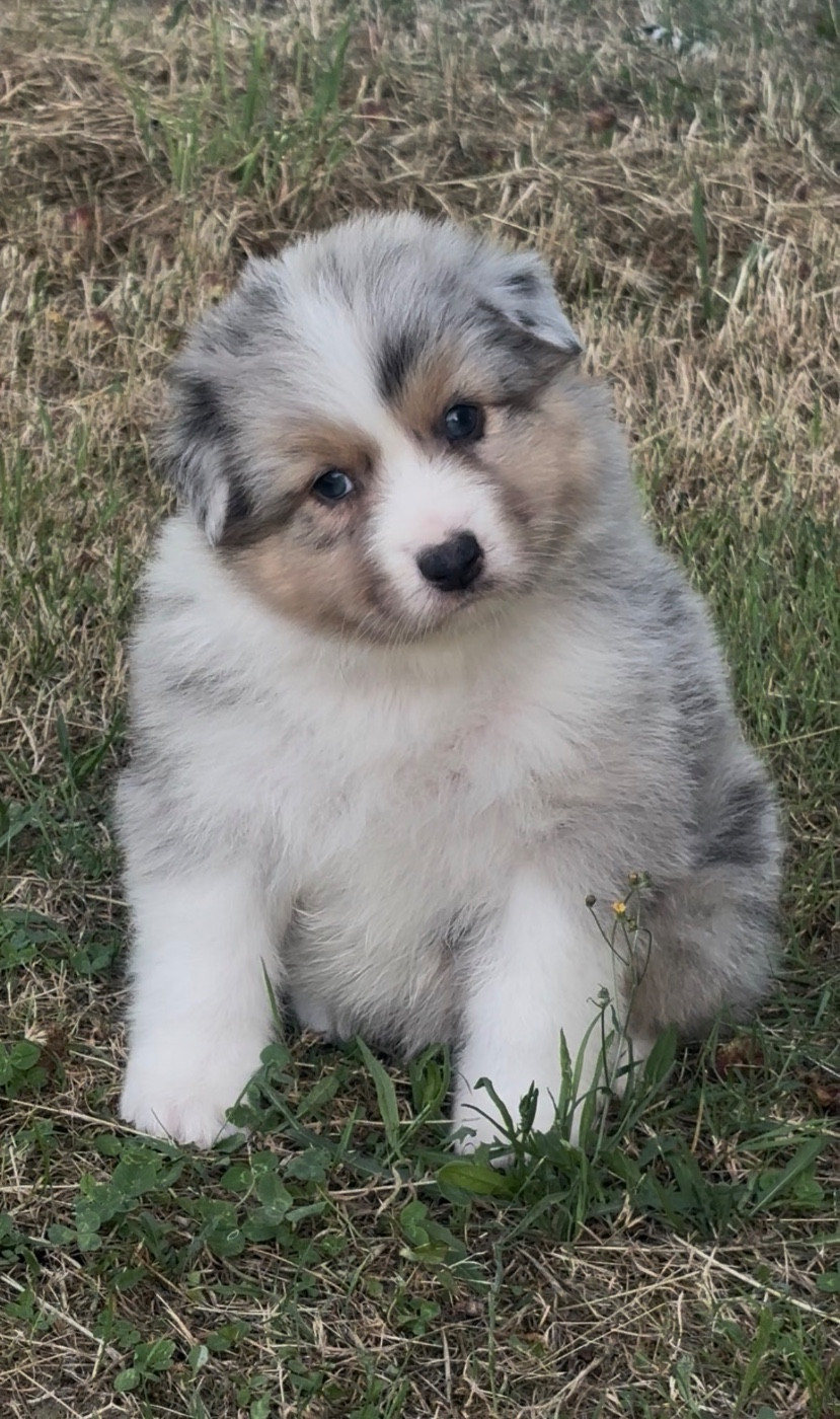 De L'Aussie Happy - Chiots disponibles - Berger Australien