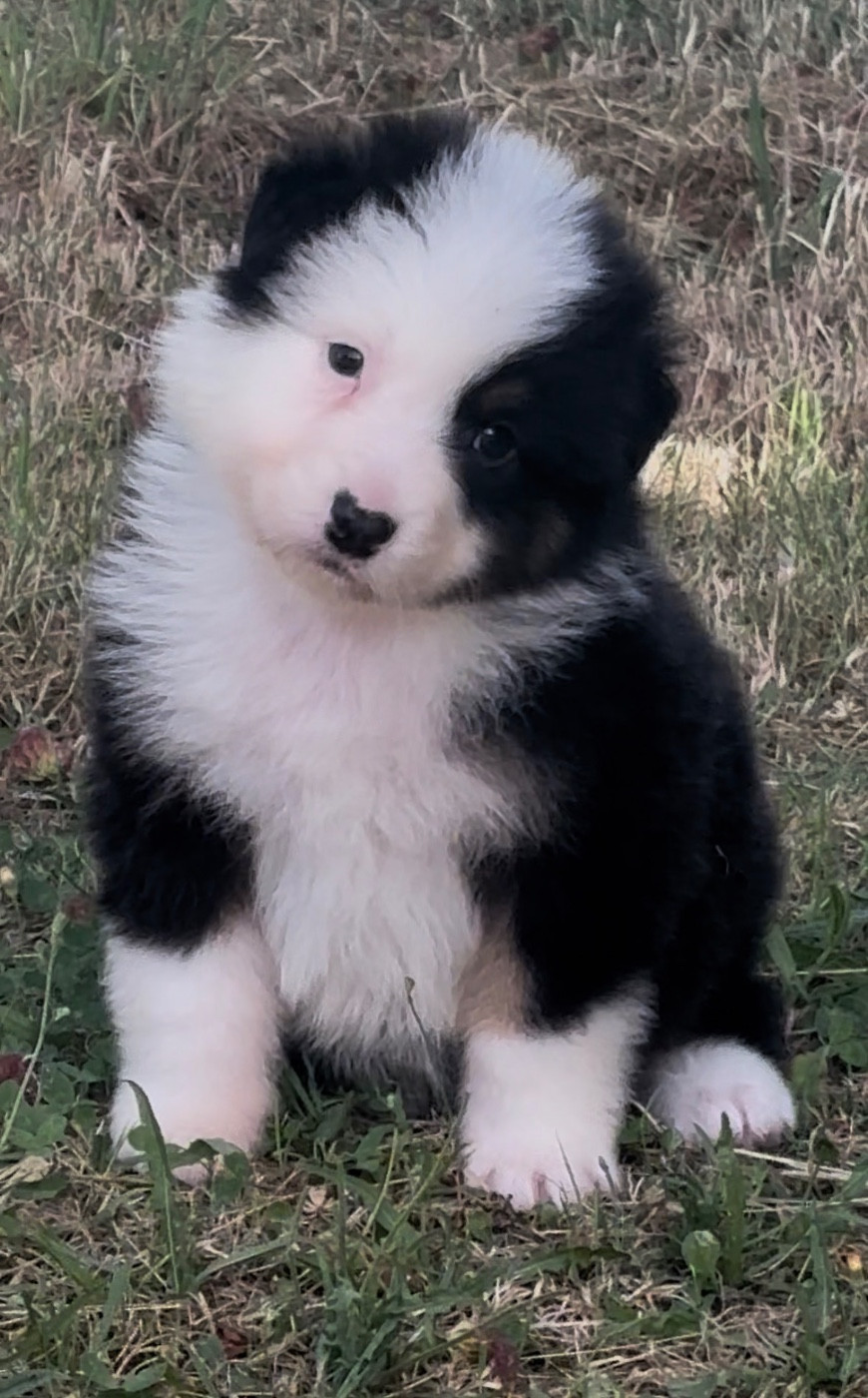 De L'Aussie Happy - Chiots disponibles - Berger Australien