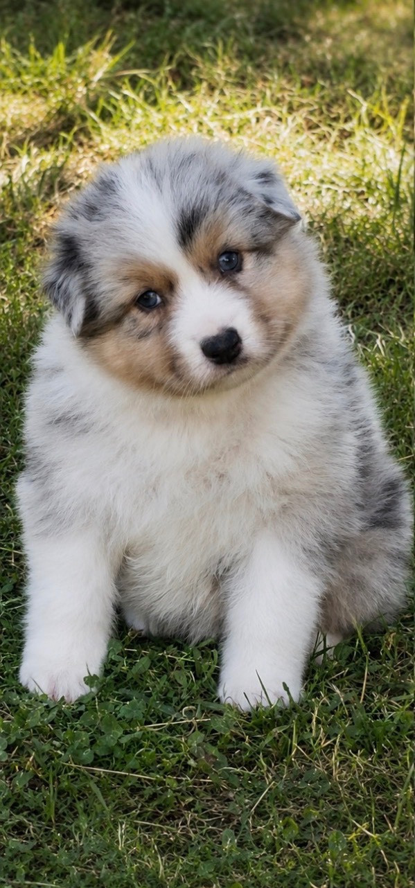 De L'Aussie Happy - Chiots disponibles - Berger Australien