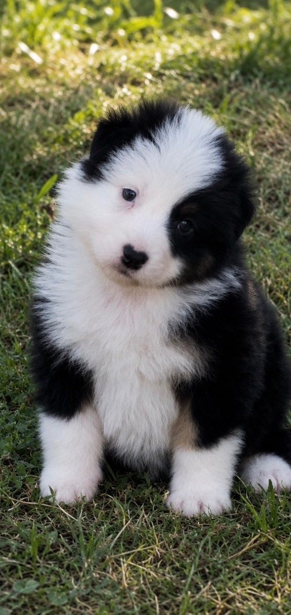 De L'Aussie Happy - Chiots disponibles - Berger Australien