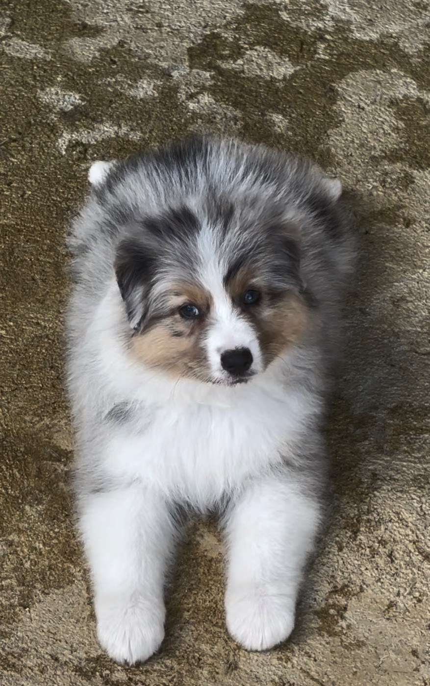 De L'Aussie Happy - Chiots disponibles - Berger Australien