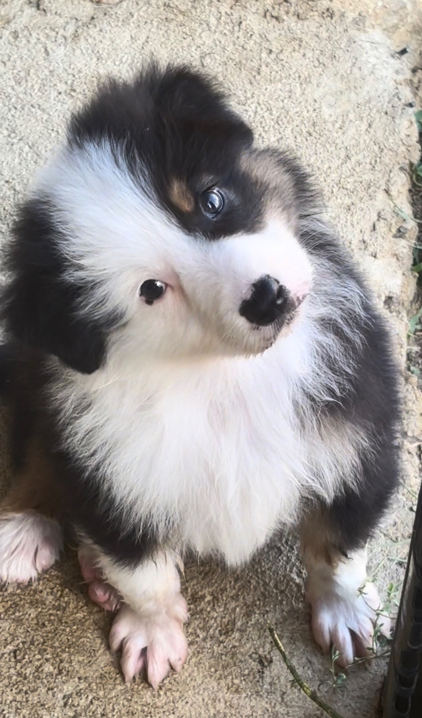 De L'Aussie Happy - Chiots disponibles - Berger Australien