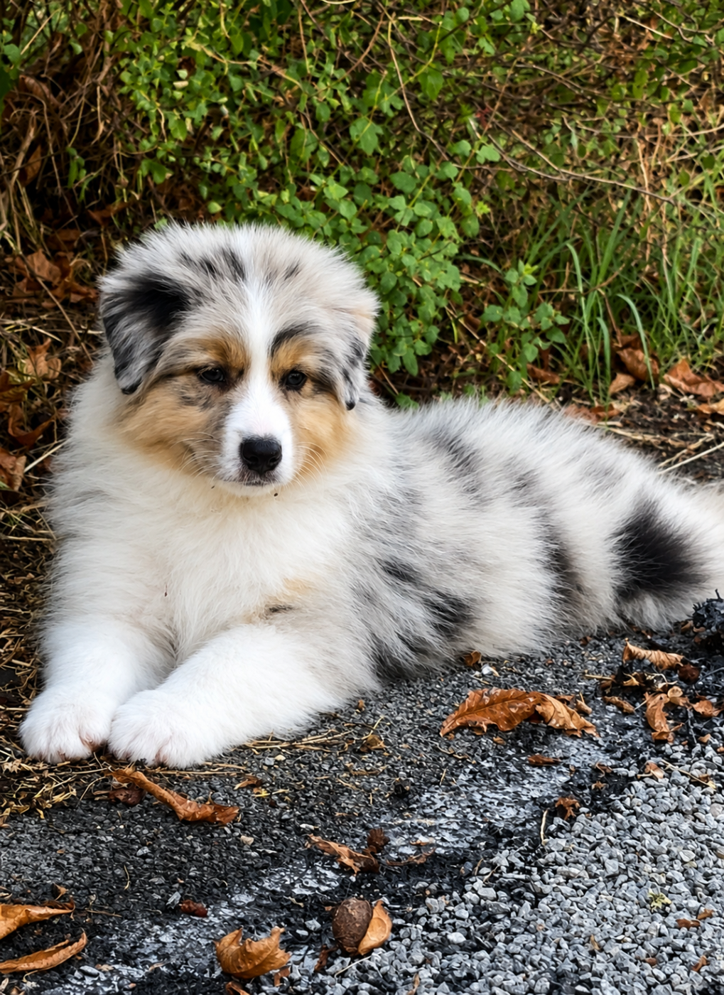 De L'Aussie Happy - Chiots disponibles - Berger Australien