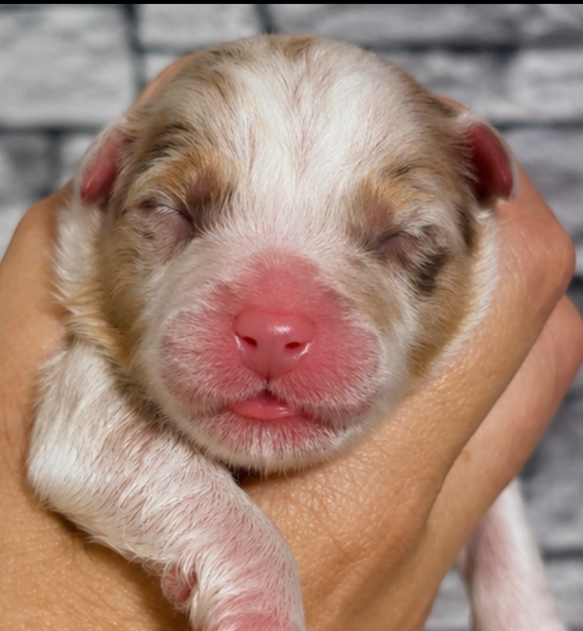 De L'Aussie Happy - Chiots disponibles - Berger Australien