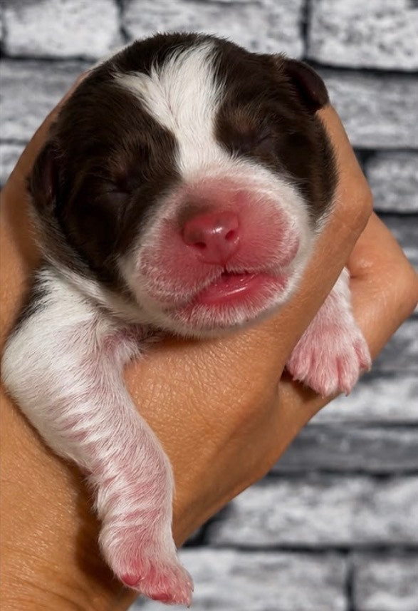 De L'Aussie Happy - Chiots disponibles - Berger Australien