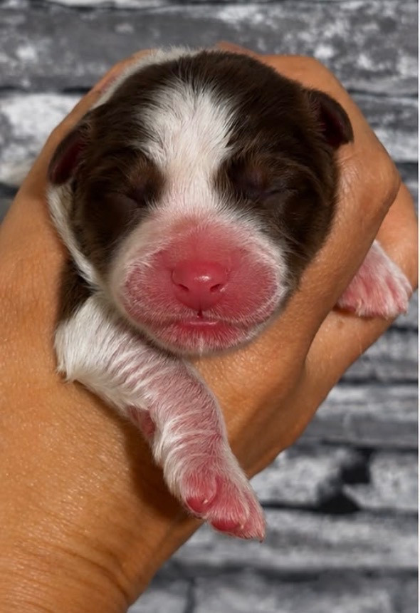 De L'Aussie Happy - Chiots disponibles - Berger Australien