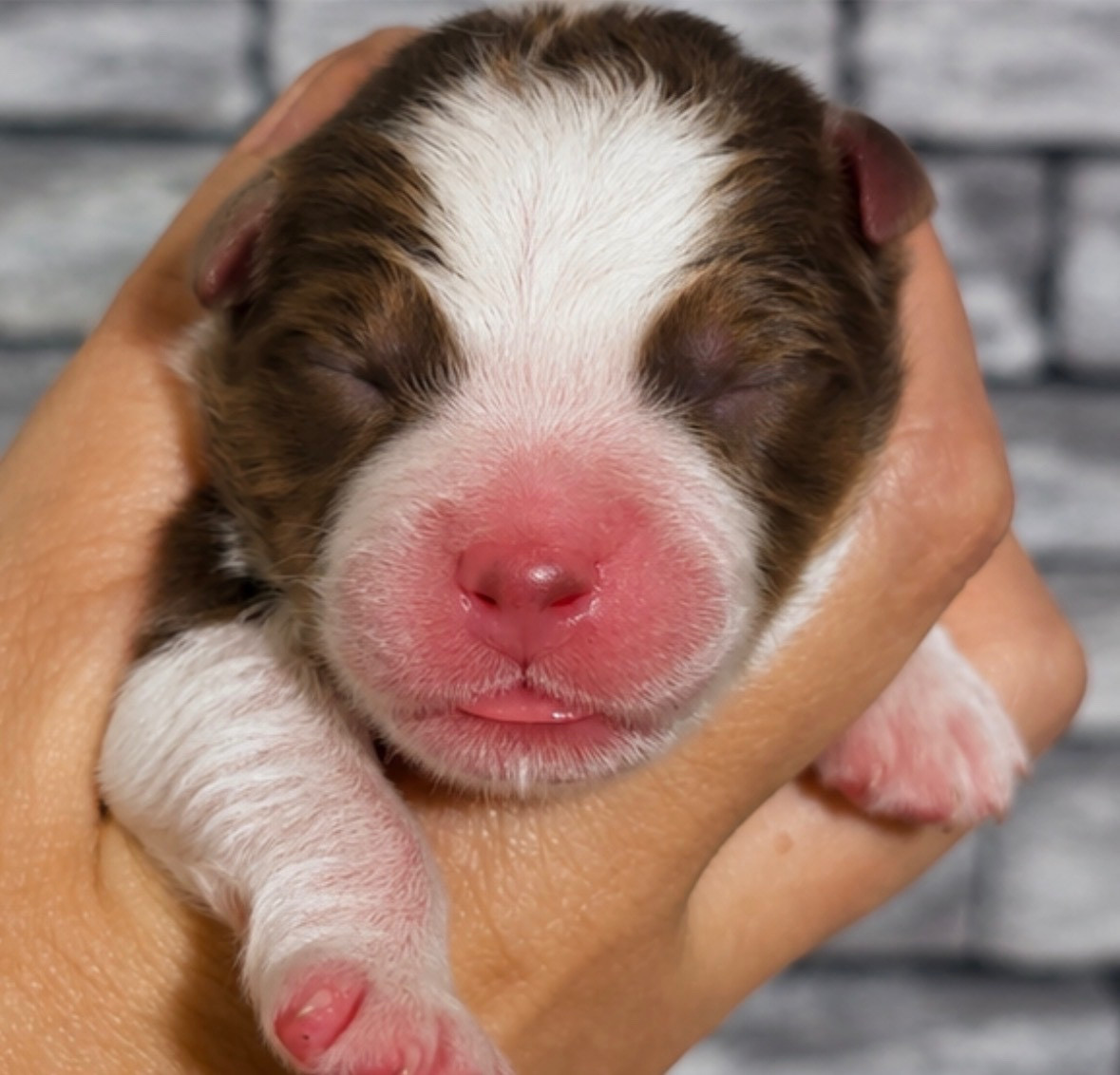 De L'Aussie Happy - Chiots disponibles - Berger Australien